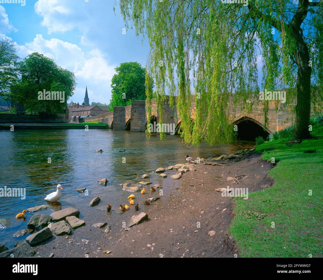 Großbritannien, England, Derbyshire, Bakewell, Fluss Derwent und Brücke, Frühling mit Enten Stockfoto