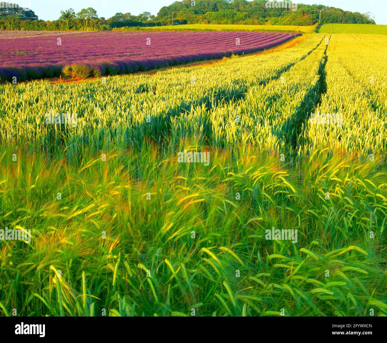 Großbritannien, England, Norfolk, diverse Landwirtschaft, Stockfoto