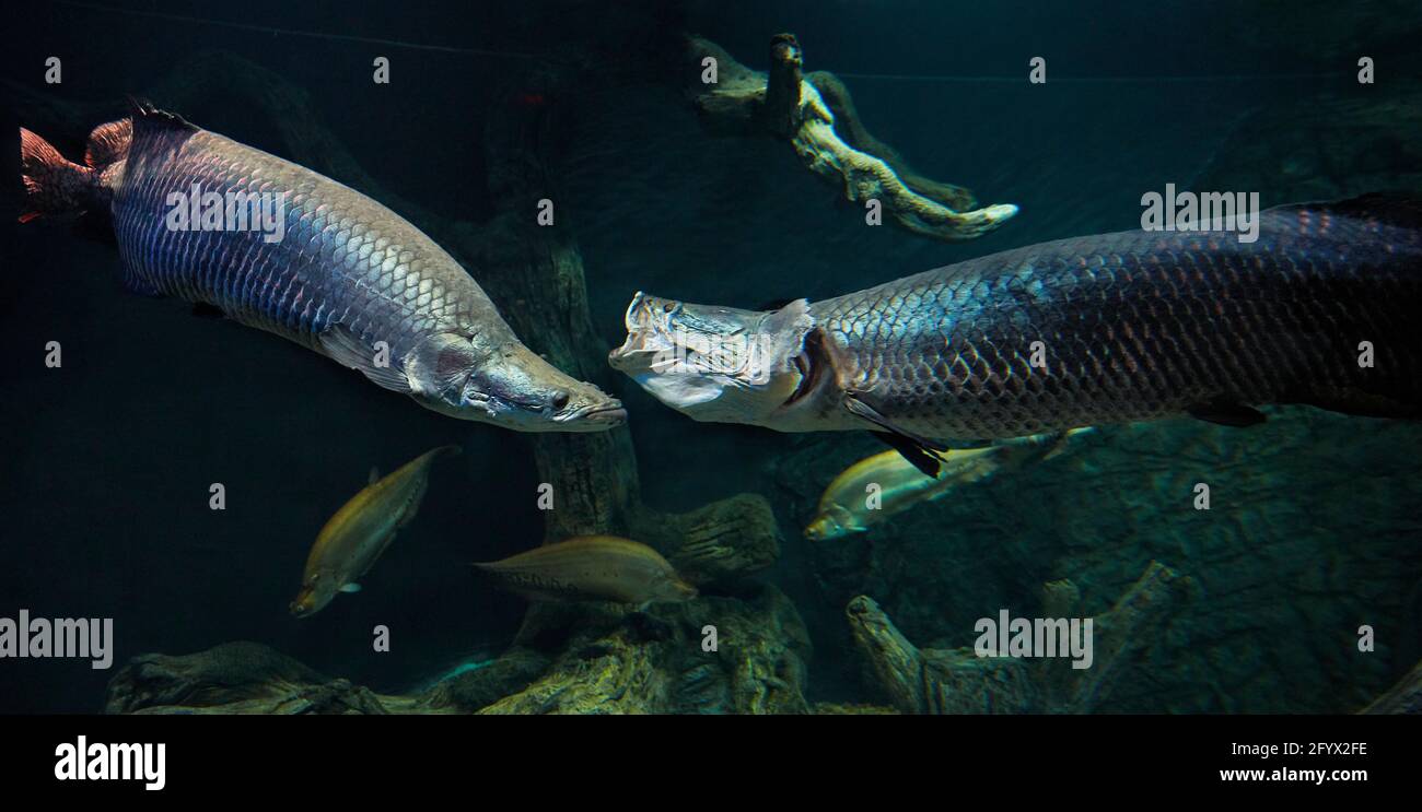 Zwei Gefangene Arapaimas (Arapaima gigas) schwimmen zusammen im Aquarium. Stockfoto