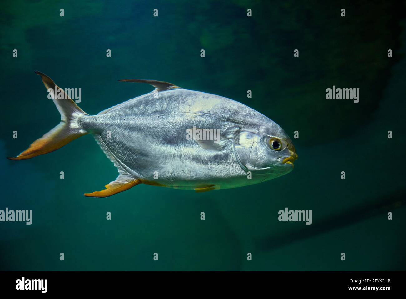 Schnupfnase pompano (Trachinotus blochii) schwimmt im Aquarium. Stockfoto