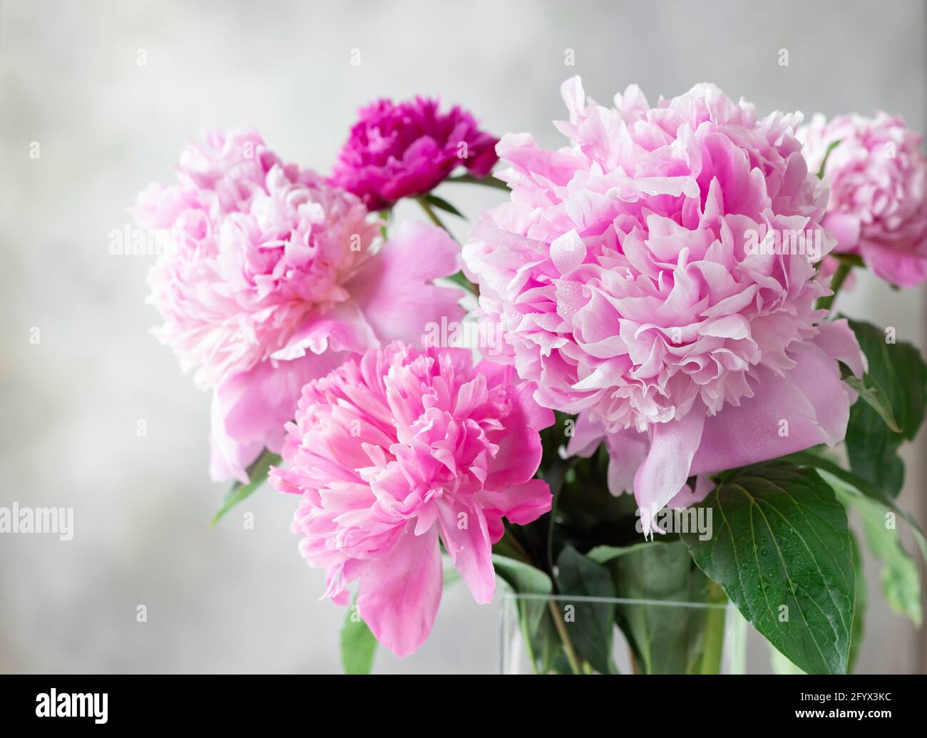 Nahaufnahme eines pastellrosa Pfingstrosen-Buketts auf grauem Hintergrund. Blumenzusammensetzung. Horizontales Bild. Stockfoto