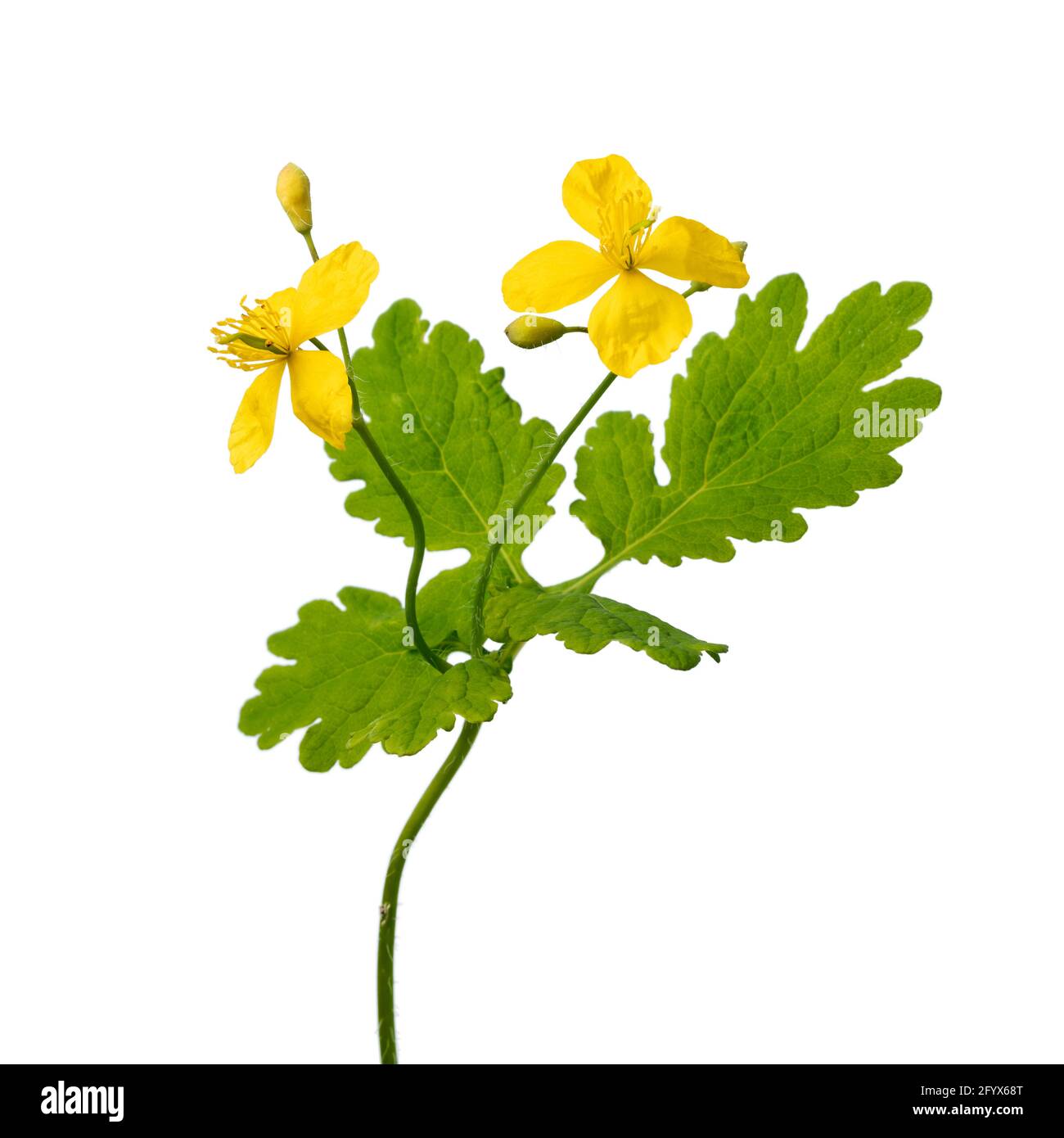 Zweig blühender Großzelandine mit gelben Blüten auf weißem Hintergrund aus nächster Nähe, Stockfoto