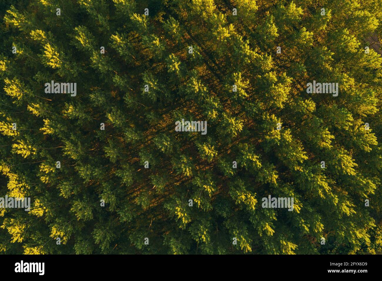 Luftaufnahme von Baumwipfelmuster aus Baumwollholz von Drohne pov, Drohne fliegen über grünen Wald im Sommer Sonnenuntergang. Aspen Bäume als Symbol der Natur und Umwelt Stockfoto