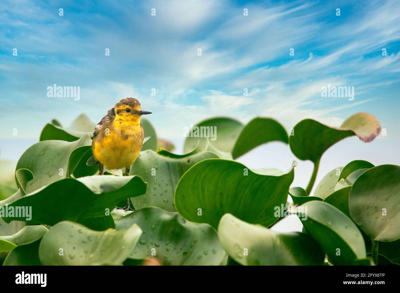 Eine Zitrinstelze sitzt auf grünen Blättern Stockfoto