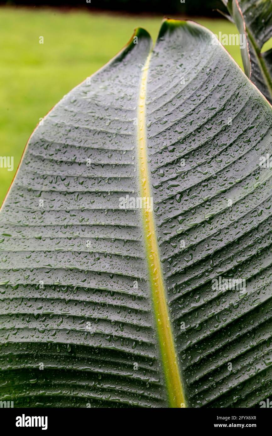 Tropisches Blatt nach dem Regen in einem karibischen Garten Stockfoto