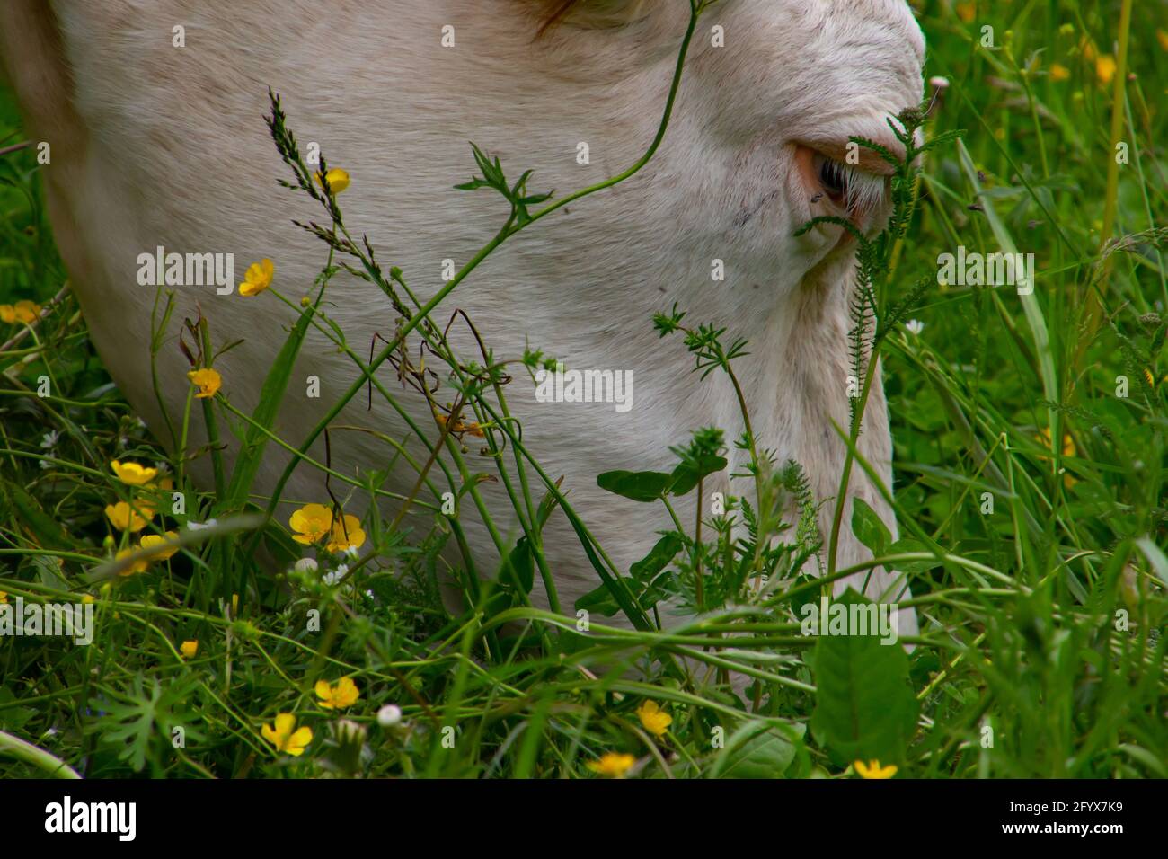 Nahaufnahme eines Kuhkopfes, der Gras in einem frisst Weide Stockfoto
