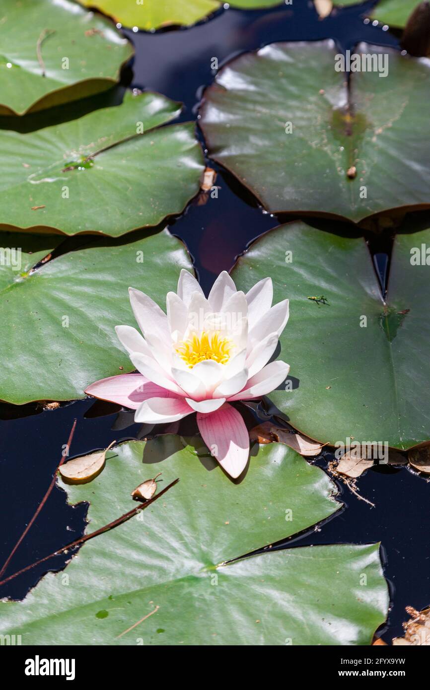 wildes Wildwasser lilli mit Blättern am sonntag am Pool Stockfoto