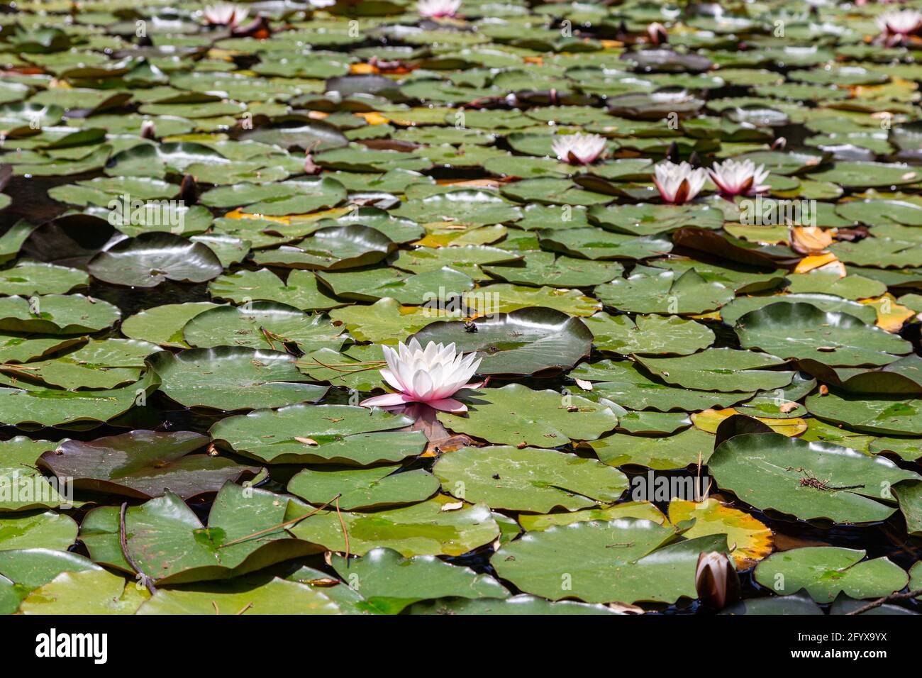 wildes Wildwasser lilli mit Blättern am sonntag am Pool Stockfoto