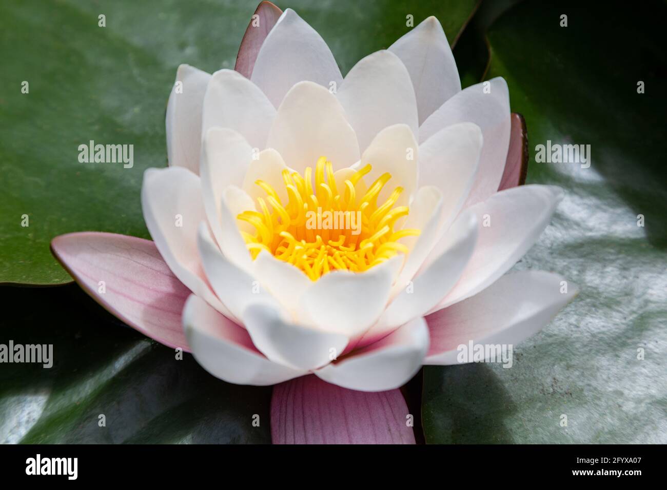 wildes Wildwasser lilli mit Blättern am sonntag am Pool Stockfoto
