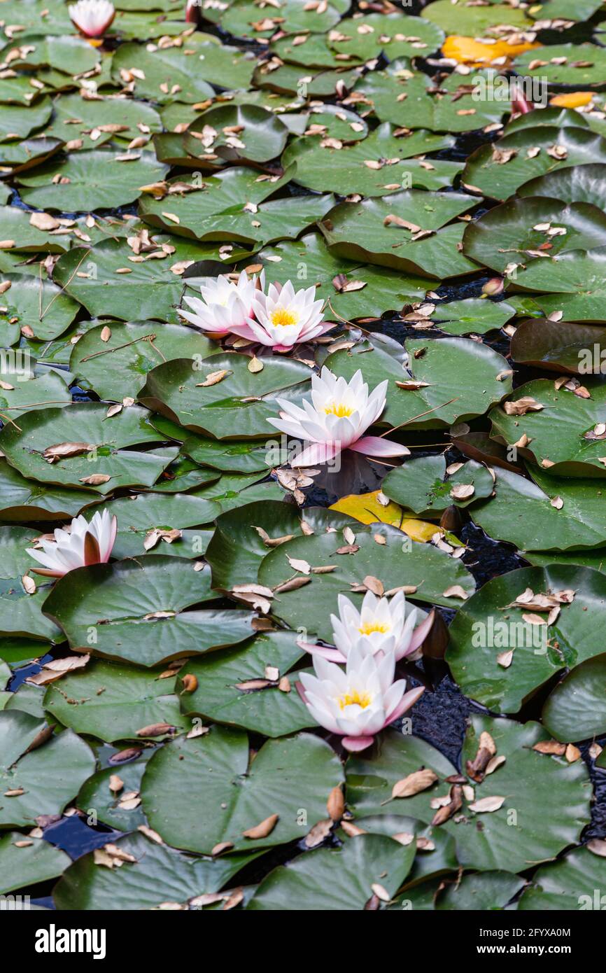 wildes Wildwasser lilli mit Blättern am sonntag am Pool Stockfoto