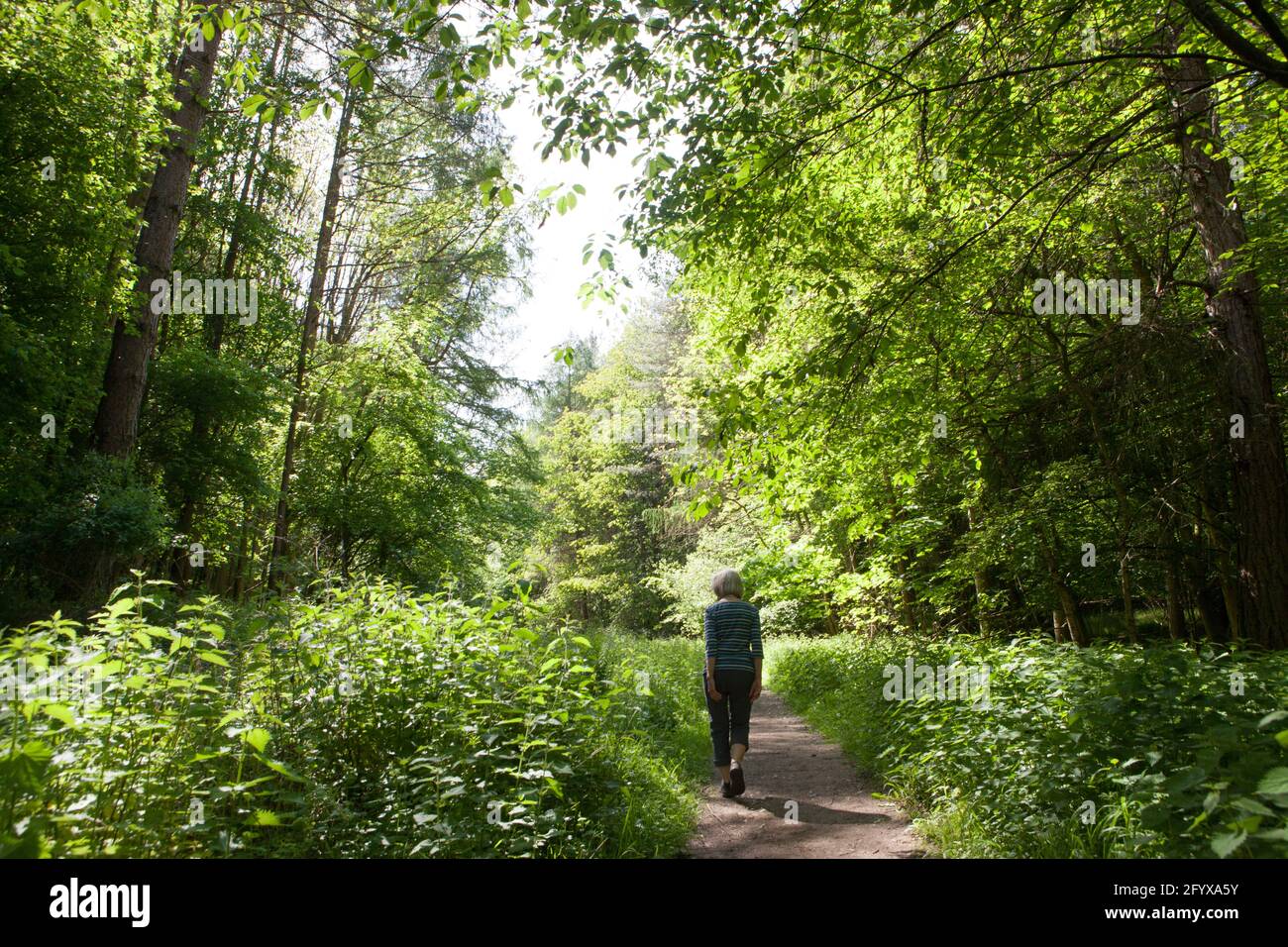 Wetter in Großbritannien, 30. Mai 2021: Eine Frau meidet die Menschenmassen an den Bankfeiertag unter den Buchen von Lambridge Wood, South Oxfordshire. Ein Ort von besonderem wissenschaftlichem Interesse und ein Gebiet von außergewöhnlicher natürlicher Schönheit etwas außerhalb von Henley-on-Thames, trotz warmem Wetter und Sonnenschein, waren die Wälder, abgesehen von einer kleinen Anzahl von Wanderern und Radfahrern, ruhig. Anna Watson/Alamy Live News Stockfoto