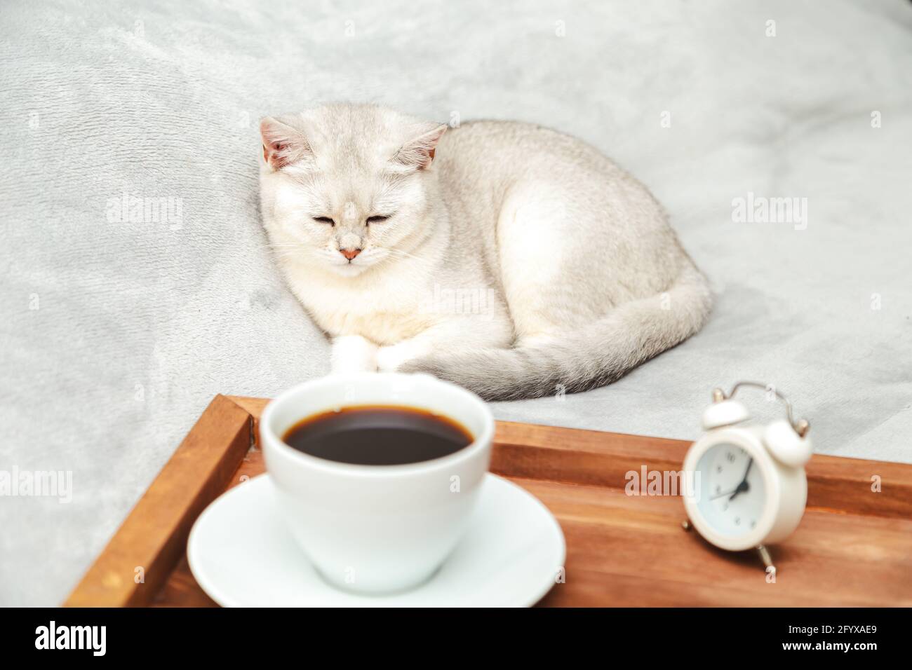 Faule weiße britische Katze schläft auf dem Bett. Neben dem Tablett mit einer Tasse Kaffee und Wecker. Am frühen Morgen. Selektiver Fokus. Stockfoto