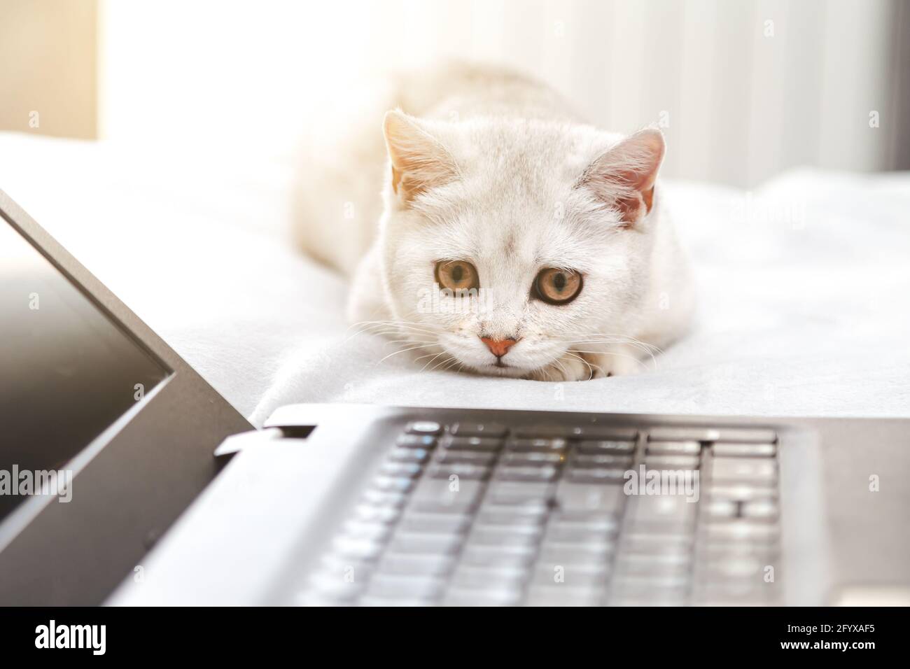 Weiße britische Katze mit einem Laptop. Konzept für Online-Lernen, Arbeit von zu Hause, Selbstisolation. Humor. Stockfoto