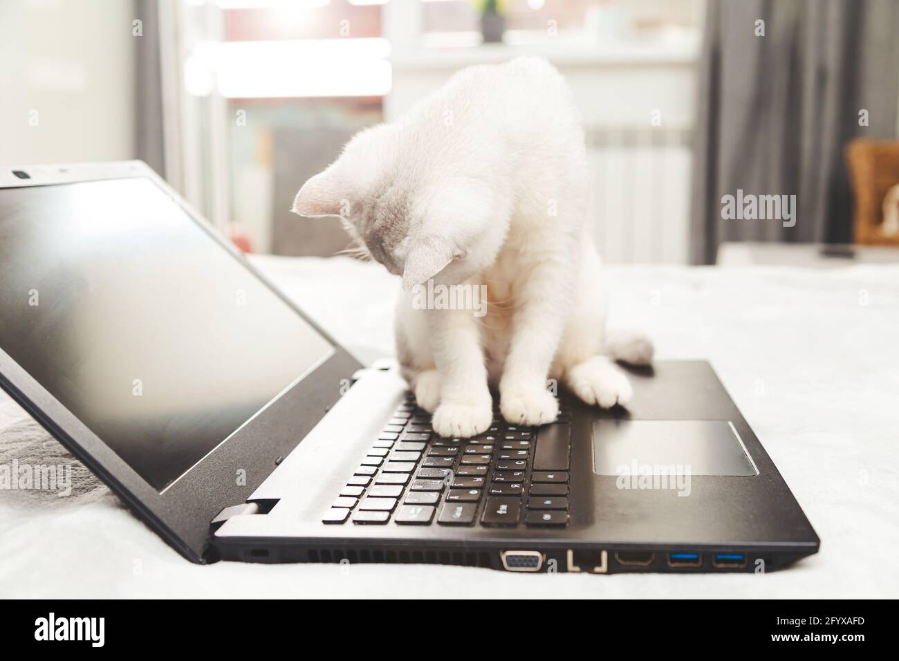 Weiße britische Katze mit einem Laptop. Konzept für Online-Lernen, Arbeit von zu Hause, Selbstisolation. Humor. Stockfoto