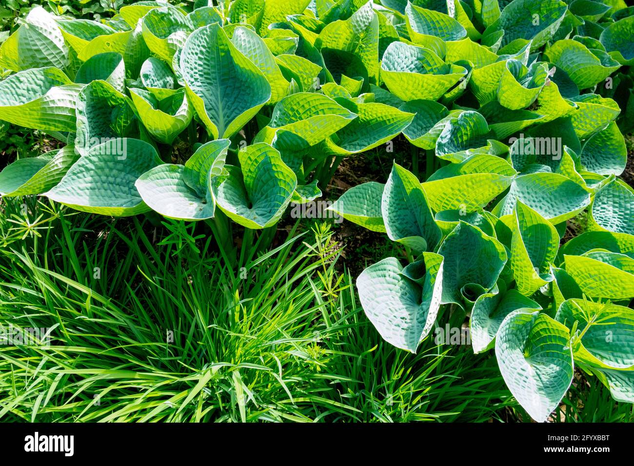 Hosta Lilac Giant Leaves Green Foliage Garden Hostas Spring Stockfoto