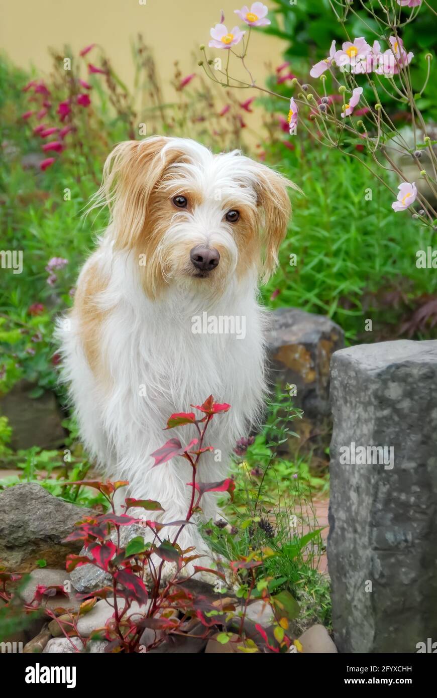 Kromfohrländer Hund, weiß mit braunen Markierungen raues Haar langhaarig, eine seltene Hunderasse aus Deutschland, die in einem blühenden Garten steht Stockfoto