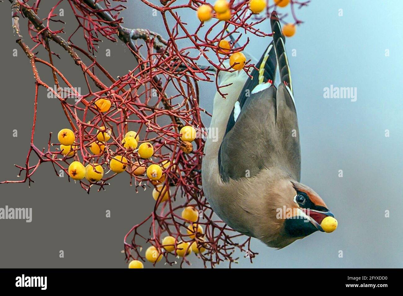 Böhmische Seidenschwanz Stockfoto