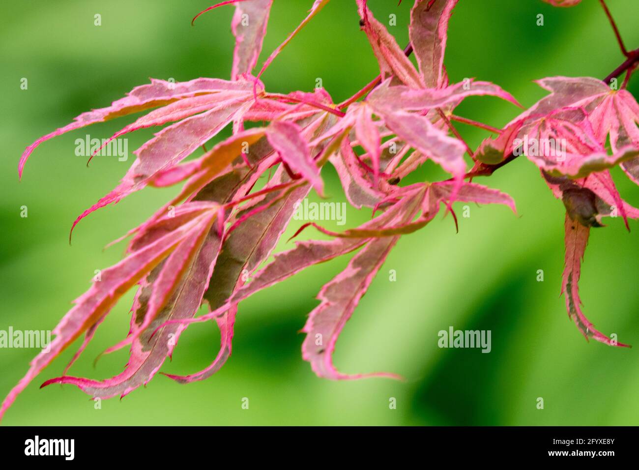 Acer palmatum Geisha Gone Wild Japanischer Ahorn das neue Frühlingsbelaub ist brillant rosa, lila und gewellt Stockfoto