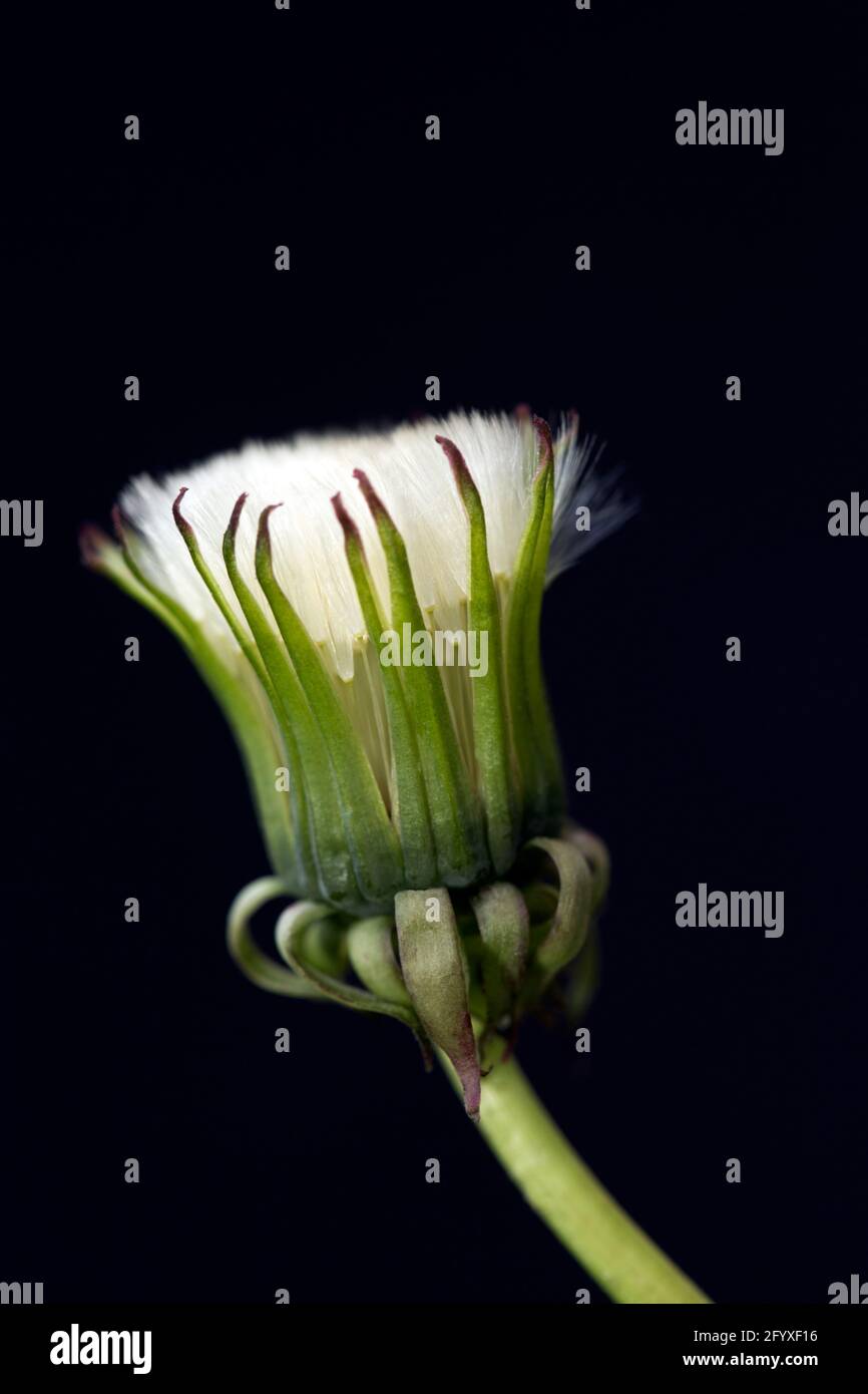 Blowball, Löwling [Gattung Taraxacum] Stockfoto