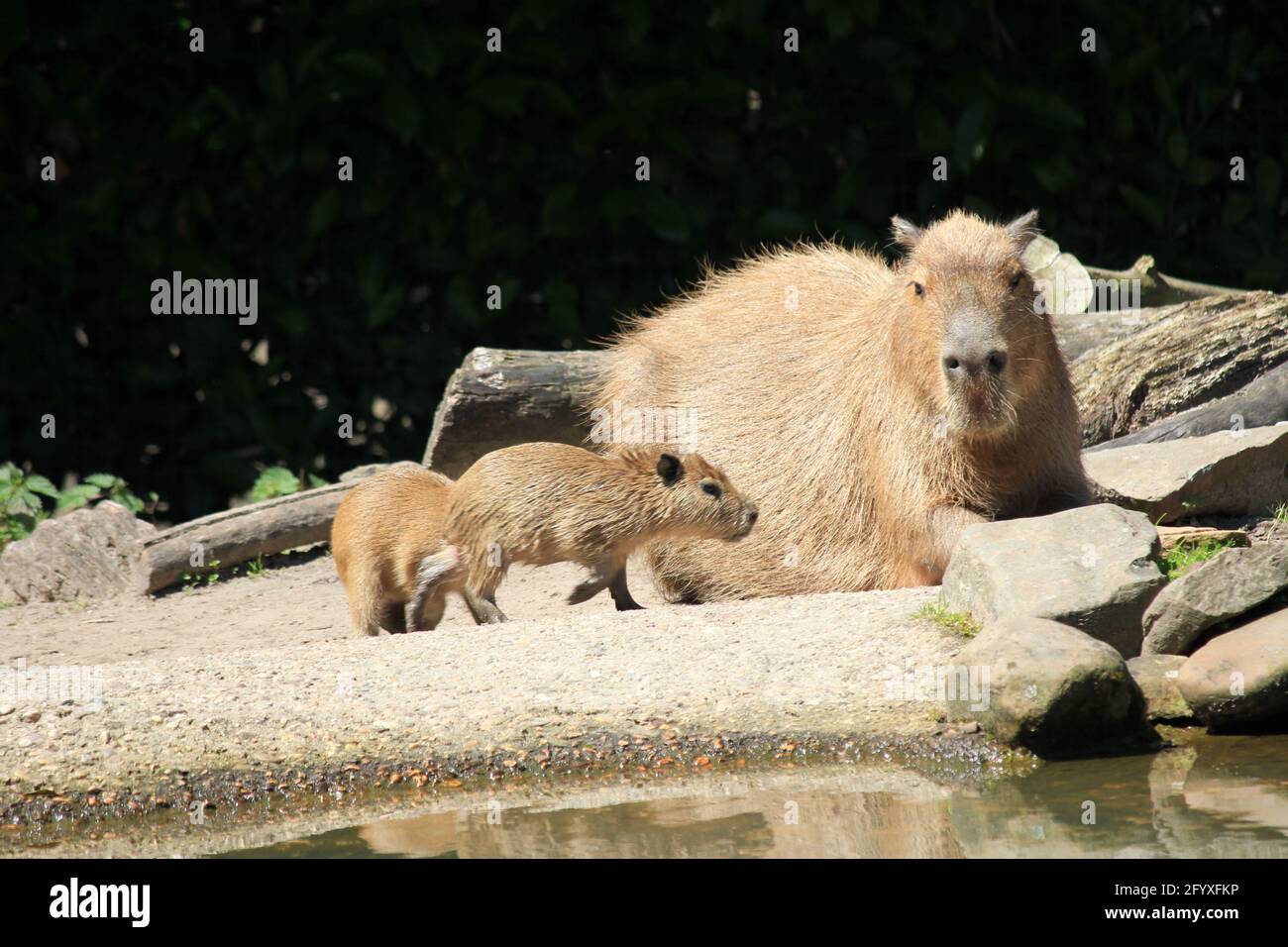 Capybara im Overloon Zoo in den Niederlanden Stockfoto