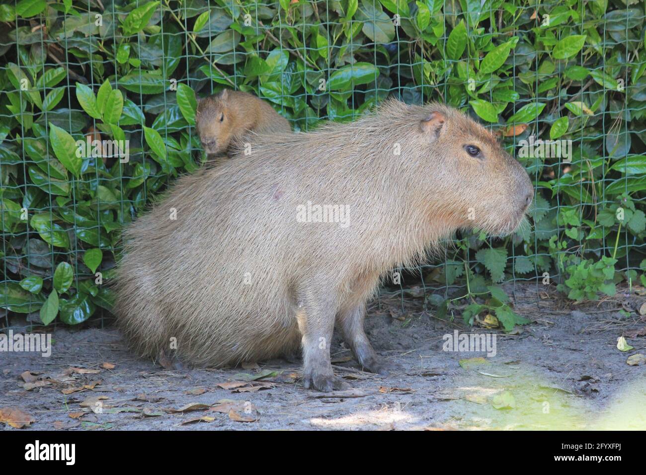 Capybara im Overloon Zoo in den Niederlanden Stockfoto