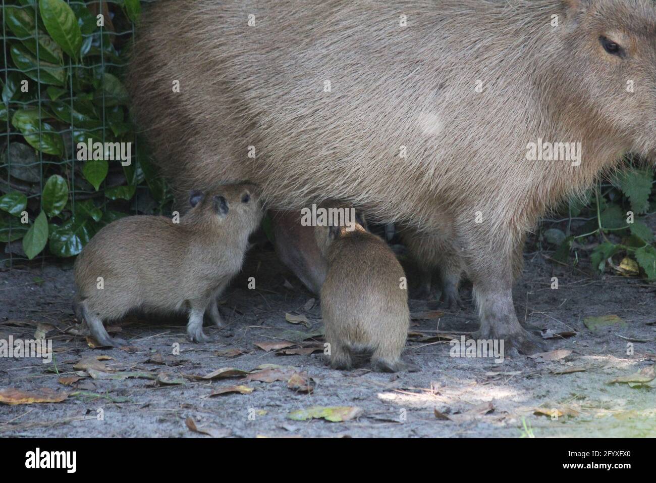 Capybara im Overloon Zoo in den Niederlanden Stockfoto