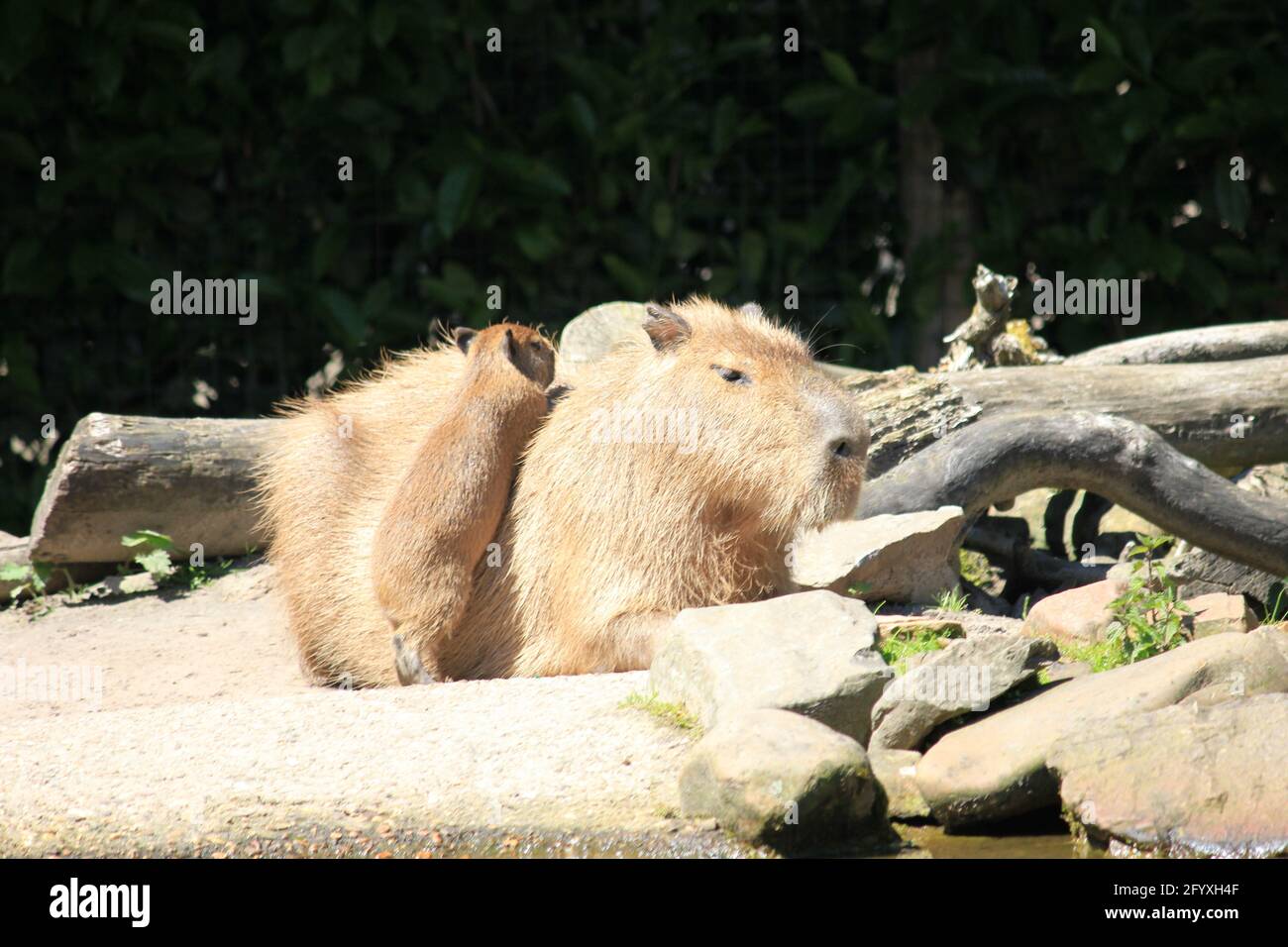 Capybara im Overloon Zoo in den Niederlanden Stockfoto