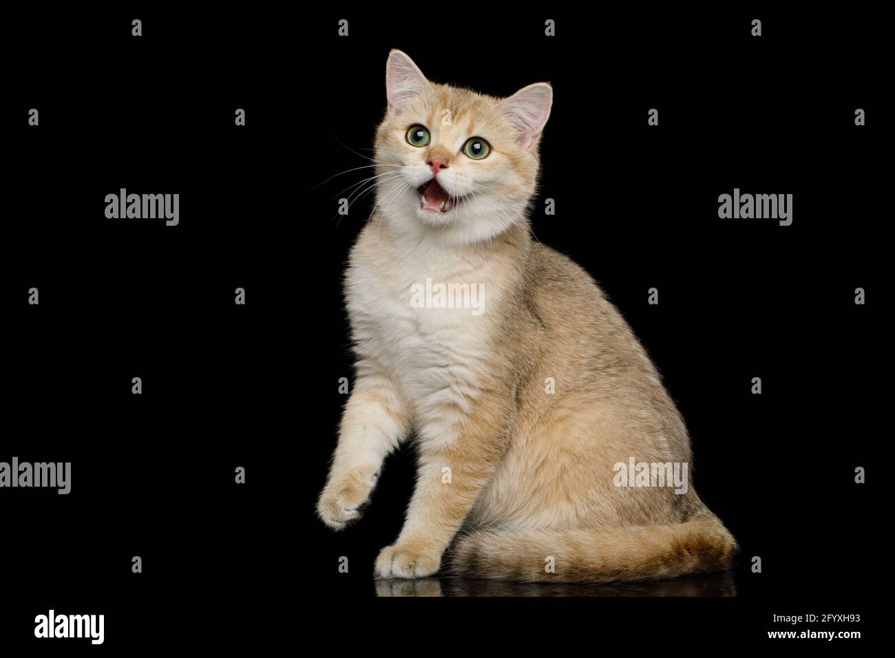 Lustige Katze aus britischer Rasse, die mit ihrem Mund erstaunt sitzt Auf einem isolierten schwarzen Hintergrund öffnen Stockfoto
