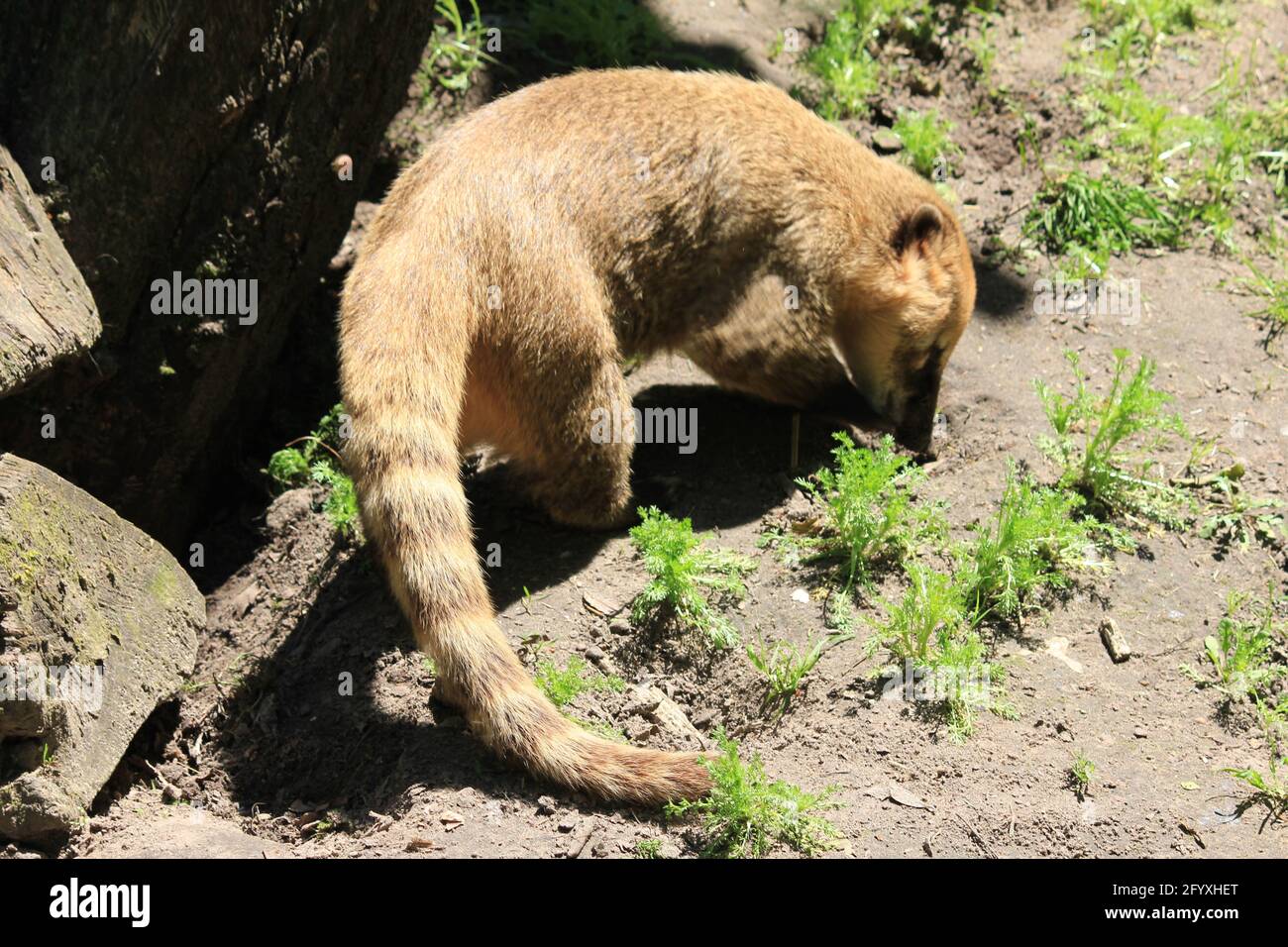 Südamerikanische Koati im Overloon Zoo, Niederlande Stockfoto