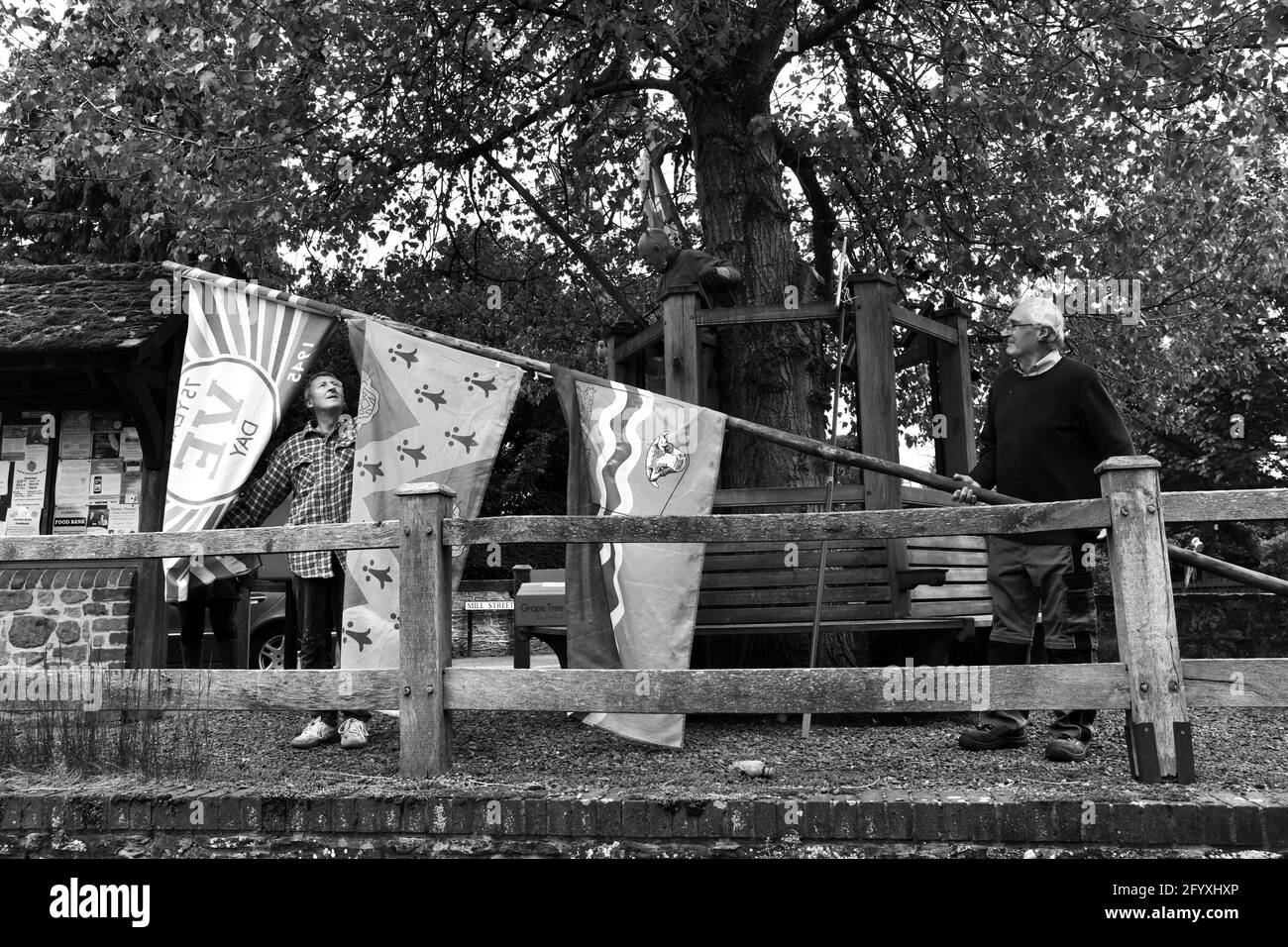Bewohner des südlichen Shropshire-Dorfes Aston auf Clun bereiten den berühmten schwarzen Pappelbaum für den Arbor Day vor. BILD VON DAVE BAGNALL Stockfoto