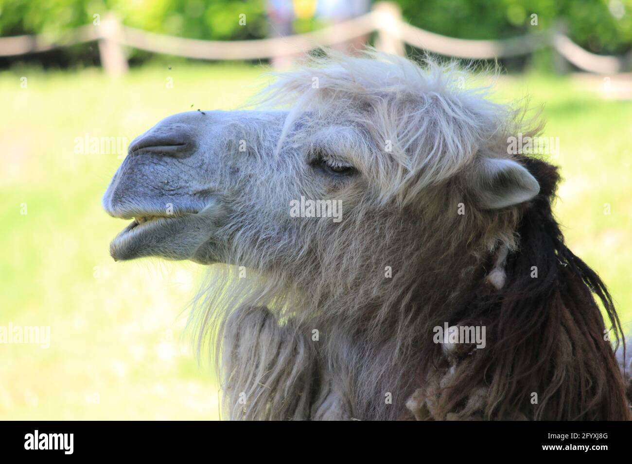 Kamele in Overloon Zoo, Niederlande Stockfoto