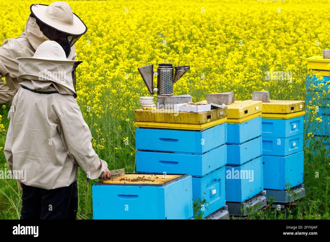 Imker sammeln Honig aus Bienenstöcken, einer Wiese voller gelber Blumen, Bio-Bienenzucht, Herstellung Stockfoto