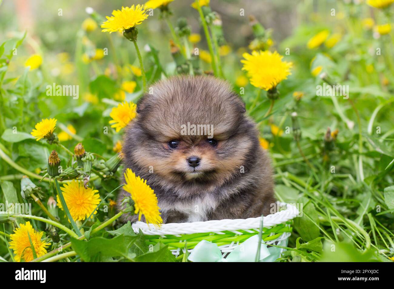 Kleiner pommerscher Welpe in einem Korb auf dem Hintergrund von Gras und Elendsgras Stockfoto