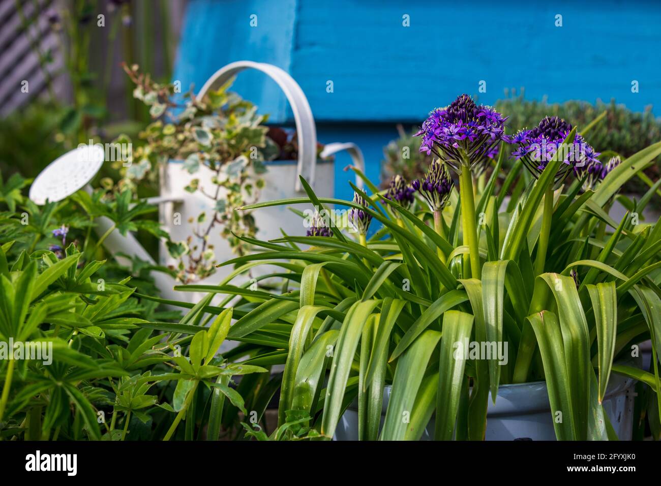 Scilla'S Karibische Juwelen apphire Blau' Stockfoto