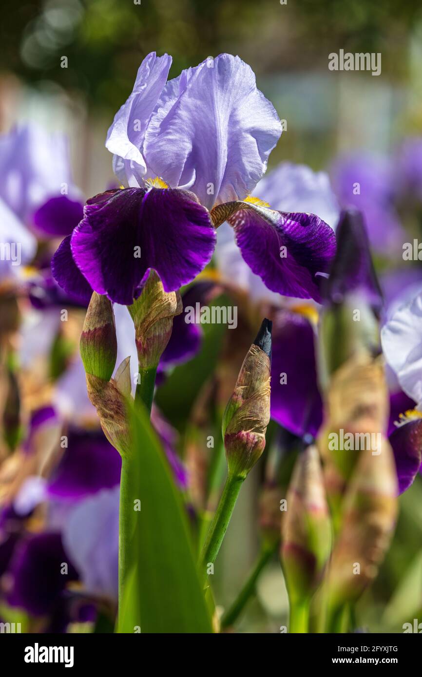 Bärtige Iris 'Amigo' mit hellvioletten Standardblättern und violetten Blütenblättern Stockfoto