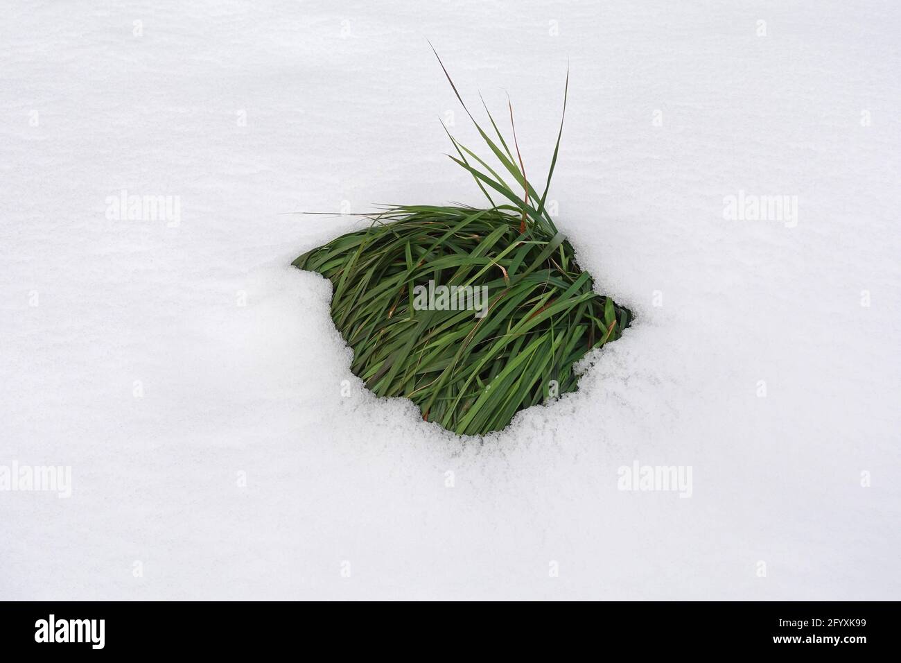 Grünes Gras unter geschmolzenem Schnee. Der Winter wird zum Frühling. Stockfoto