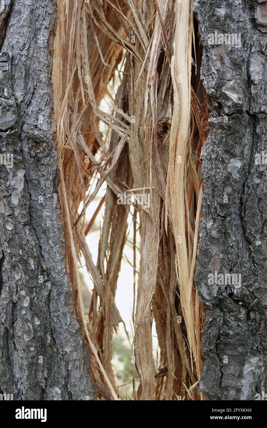 Holzsplitter zerbrochener Baumstamm spaltete sich in die Hälfte von schlechtem Wetter. Natur Hintergrund. Stockfoto