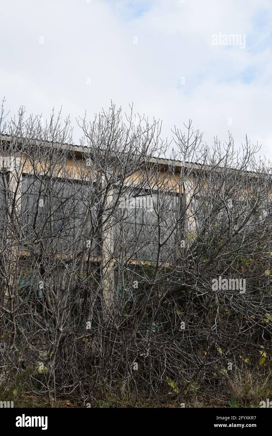 Verlassene Gebäude, verdeckt durch überwuchert Feigenbaum Äste. Stockfoto