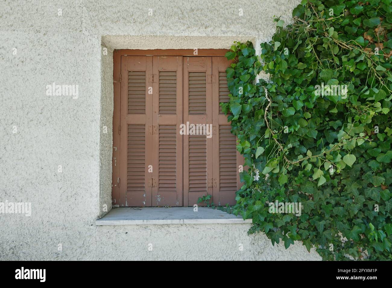 Grüne Efeu kletternde Weinpflanze, die auf hölzernen Fensterläden eines alten Hauses wächst. Stockfoto