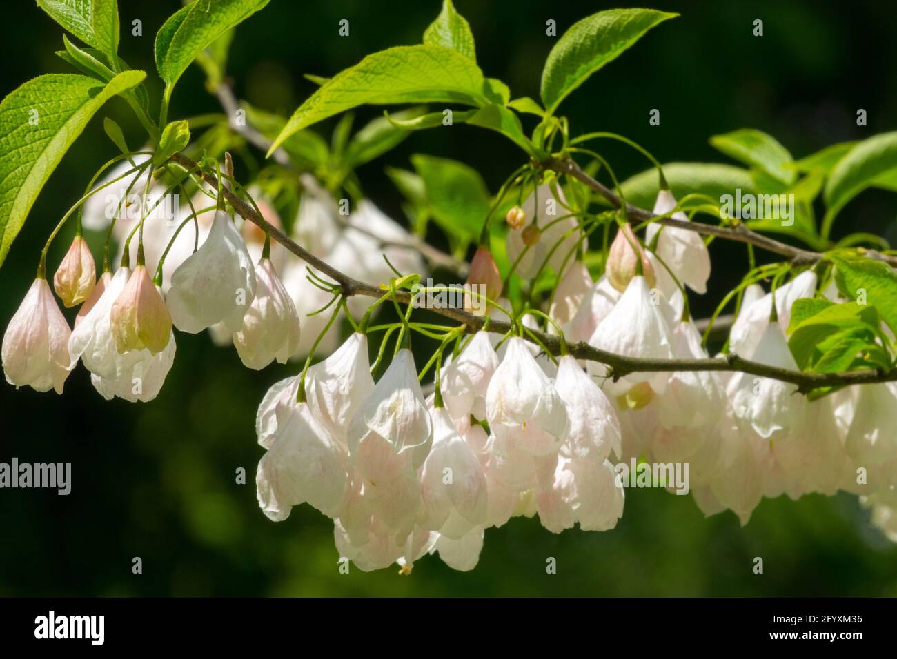 Silverbell Baum Berg Schneeglöckchen Baum blühende weiße Blumen Halesia Carolina vestita Gruppe Stockfoto