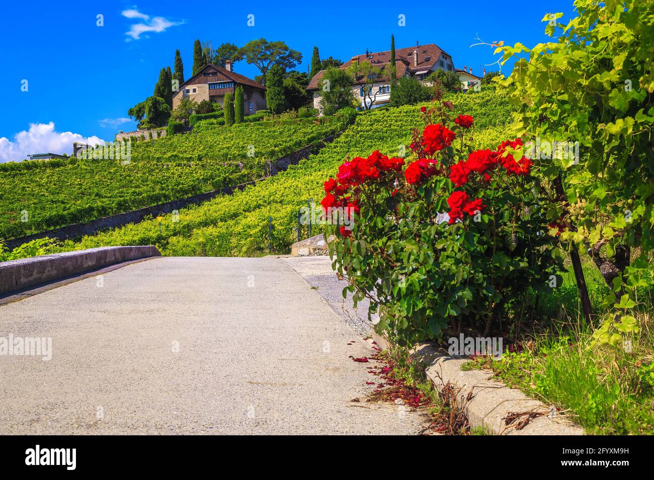 Berühmte geordnete terrassenförmige Weinberge in Rivaz. Grüne Weinberge und Weinanbaugebiete mit niedlichen Häusern auf den Hügeln, Rivaz, Kanton Waadt, Schweiz, EU Stockfoto