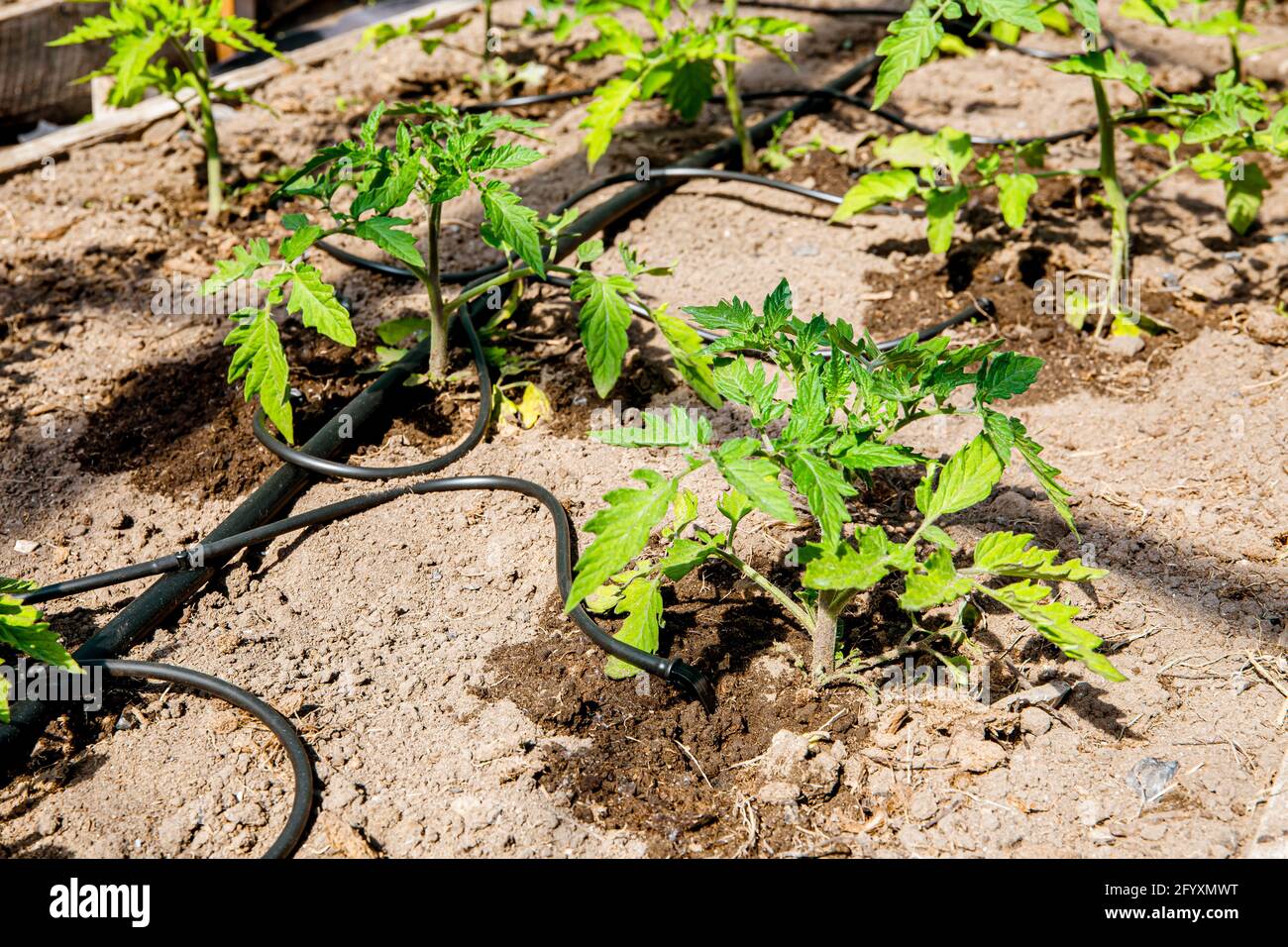 Wassertropfanlage im Gemüsegarten zur Bewässerung von Tomatenpflanzen im Gewächshaus. Home Verwenden Wasser Tropfen Bewässerungssystem. Stockfoto