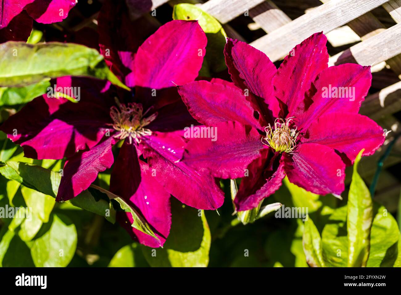 Clematis Rebecca Stockfoto