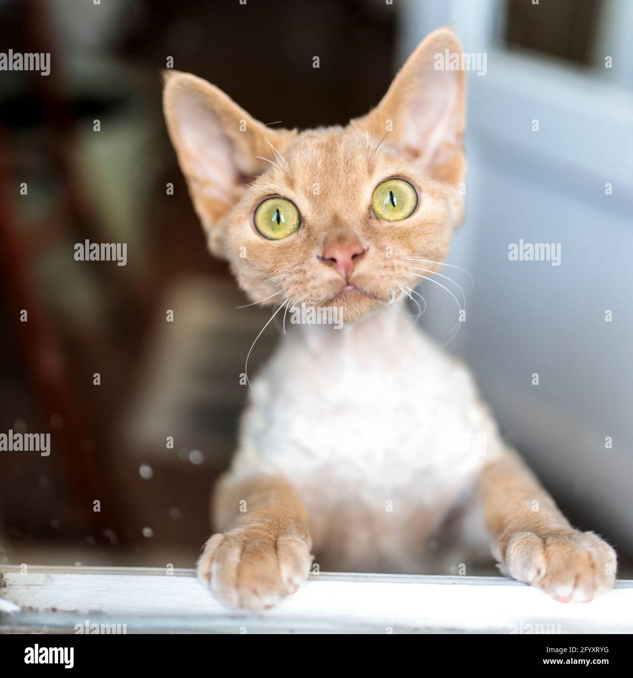 Devon Rex Kätzchen. Ein Kätzchen, das auf seinen Hinterbeinen steht, blickt durch die Balkontür zur Straße Stockfoto
