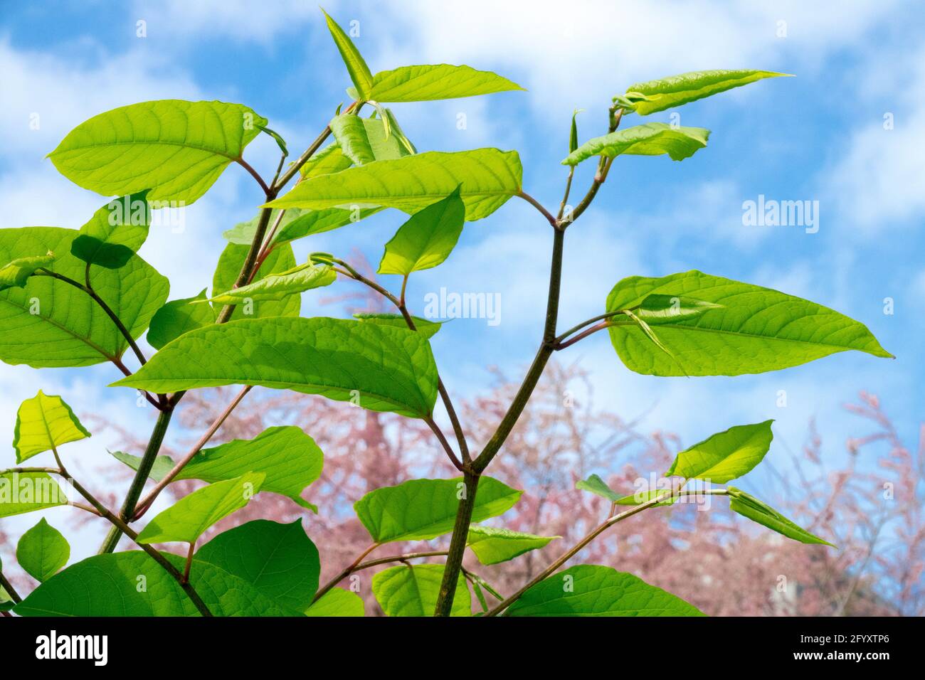 Der Japanische Knospen (Fallopia japonica) ist ein schnell verbreitendes Unkraut. Es ist eine invasive, nicht-einheimische Art Stockfoto