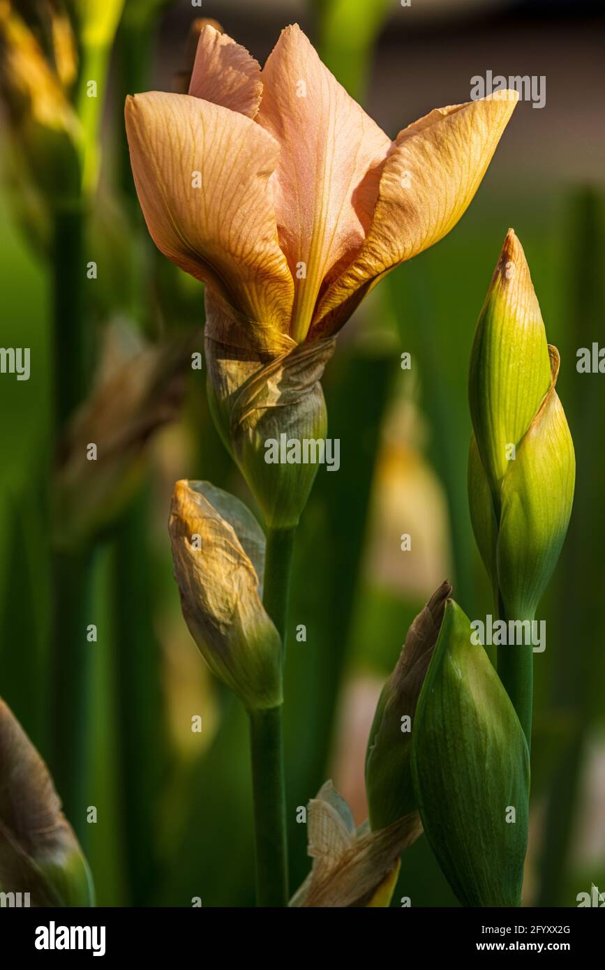 Schöne pfirsichfarbene, große bärtige Iris Stockfoto