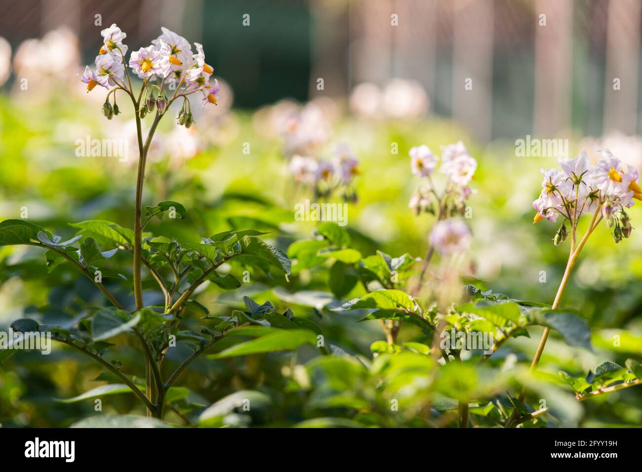 Kartoffelfeld in der Blütezeit und Blütezeit Stockfoto