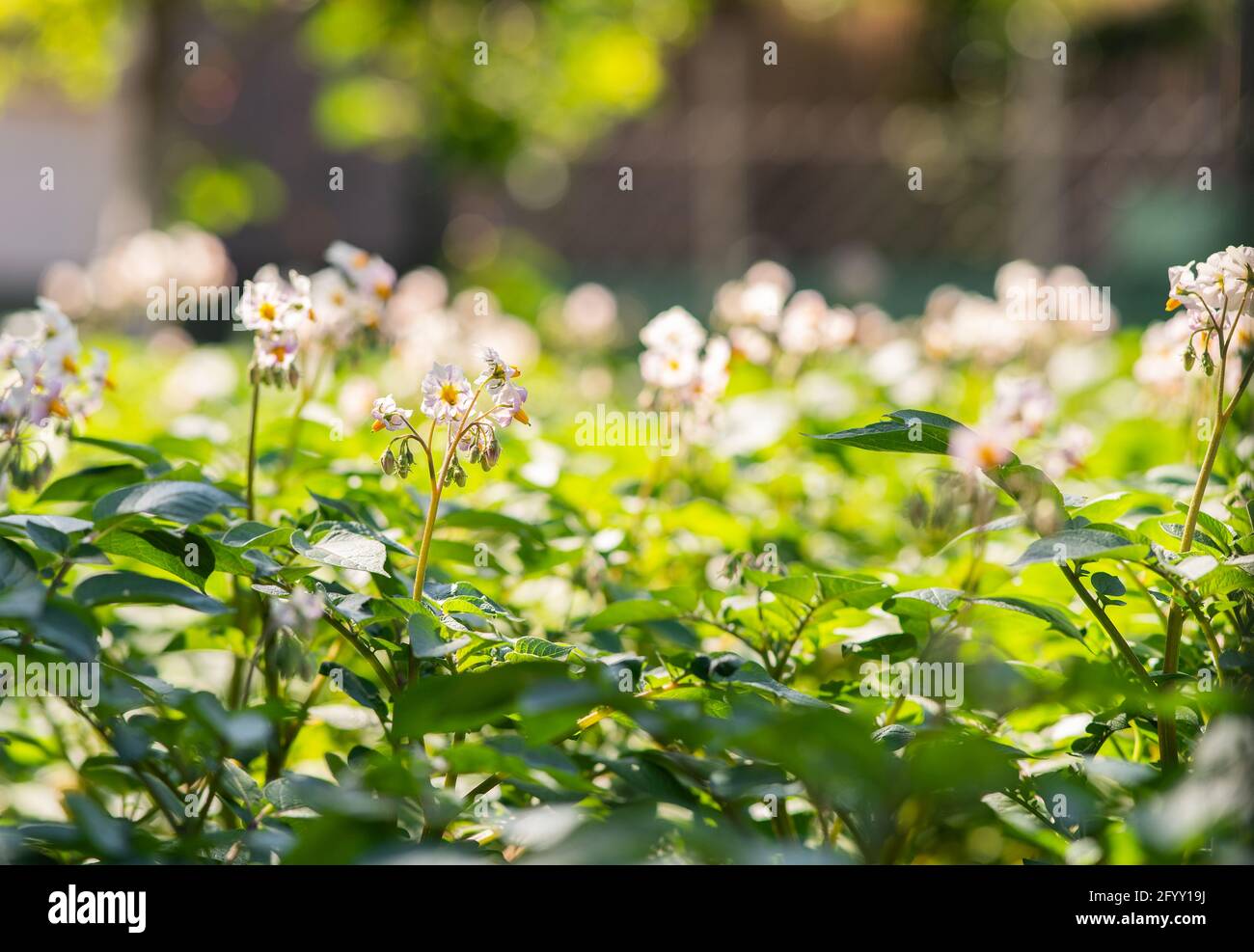 Kartoffelfeld in der Blütezeit und Blütezeit Stockfoto