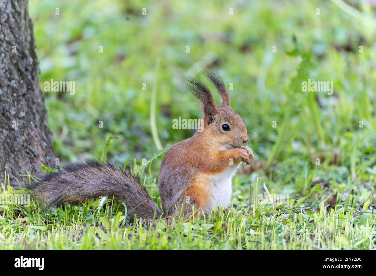 Porträt eines Eichhörnchens, das beim Essen auf einem Gras sitzt Eine Mutter Stockfoto