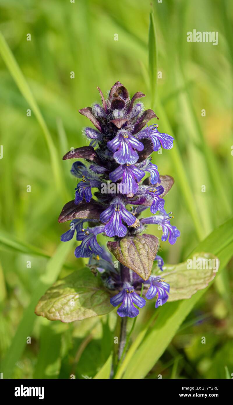 Nahaufnahme eines bunten blauen Beilers (Ajuga reptans) Blüte im Frühsommer Stockfoto